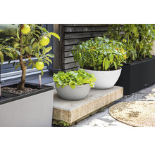 Kvetináče Lechuza so šalátom, paprikou, paradajkami a jabloňou