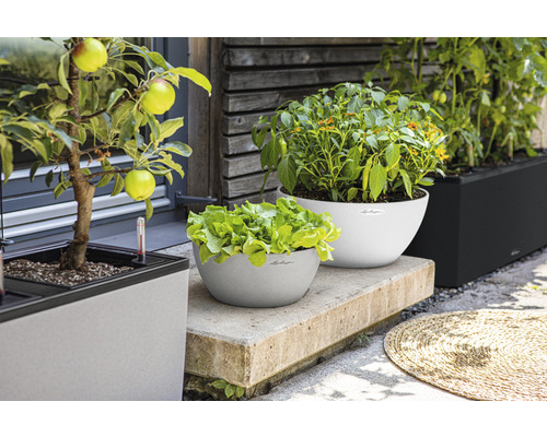 Kvetináče Lechuza so šalátom, paprikou, paradajkami a jabloňou