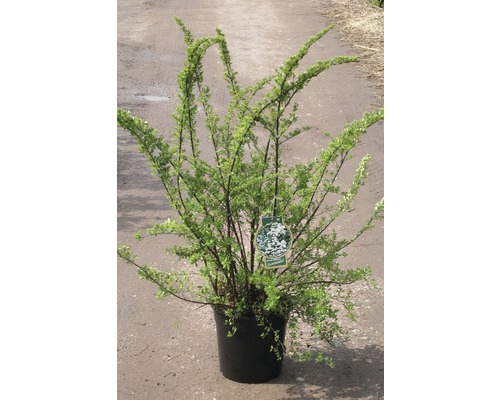 Tavoľník nipponský FloraSelf Spiraea nipponica 'Snowmound' výška 80-100 cm kvetináč 10 l