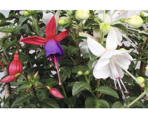 Detail kvitnúcej fuchsie s červenými, fialovými a bielymi kvetmi