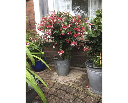 Fuchsiový ker v kovovom kvetináči v záhrade.