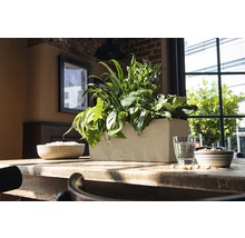 Obdĺžnikový plastový kvetináč s rôznymi rastlinami na drevenom stole