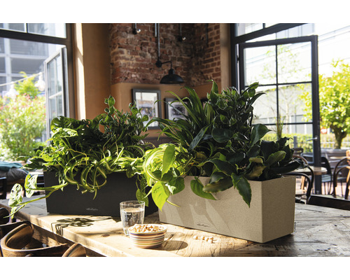 Dva obdĺžnikové kvetináče s izbovými rastlinami na stole v svetlej miestnosti.