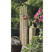 Bambusová rúrka Ø 7-8 cm dĺžka 200 cm-thumb-2