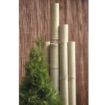 Bambusová tyč Ø 4-5 cm dĺžka 200 cm-thumb-3 Bambusová tyč Ø 4-5 cm dĺžka 200 cm-thumb-3