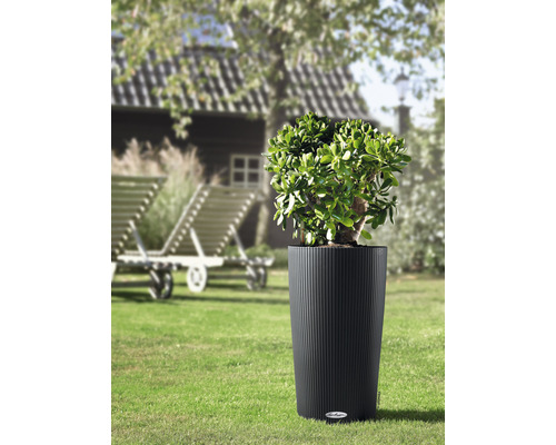 Rastlina v ryhovanom kvetináči v záhrade.