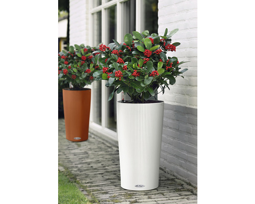 Dva kvetináče s rastlinami stoja pred budovou.