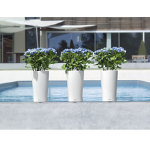 Tri biele kvetináče s hortenziami pri bazéne