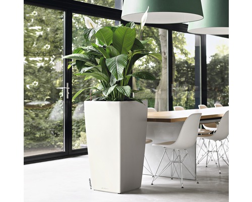 Miestnosť s vysokým, hranatým kvetináčom a izbovou rastlinou