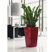 Izbová rastlina Zamioculcas v kvetináči