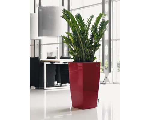 Izbová rastlina Zamioculcas v kvetináči