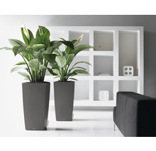 Dva vysoké sivé kvetináče s rastlinami a bielymi kvetmi pred bielou policou