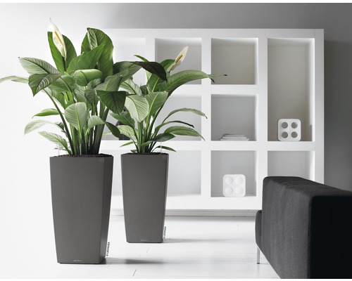 Dva vysoké sivé kvetináče s rastlinami a bielymi kvetmi pred bielou policou