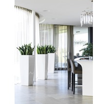 Svetlý, moderný interiérový dizajn s rastlinami v kvetináčoch