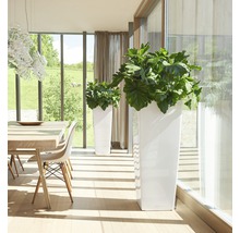 Svetlá miestnosť s dvoma bielymi kvetináčmi a rastlinami vedľa jedálenského stola.