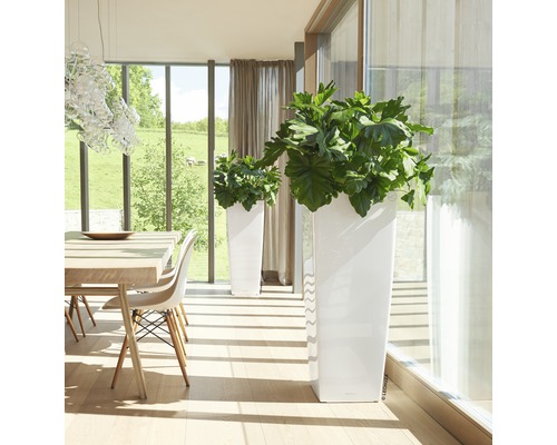 Svetlá miestnosť s dvoma bielymi kvetináčmi a rastlinami vedľa jedálenského stola.