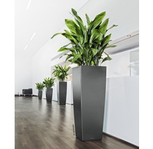 Rad vysokých kvetináčov so zelenými rastlinami vo svetlej miestnosti.