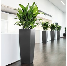 Rad vysokých kvetináčov so zelenými rastlinami v miestnosti