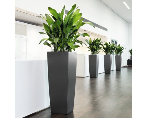 Rad vysokých kvetináčov so zelenými rastlinami v miestnosti