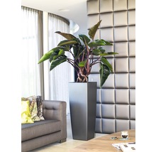 Interiérová fotografia obývacej izby s rastlinou vo vysokom hranatom kvetináči