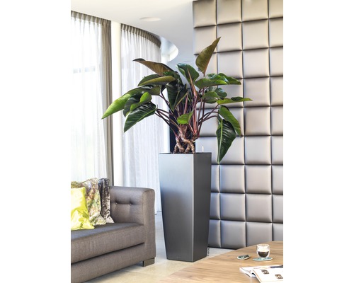 Interiérová fotografia obývacej izby s rastlinou vo vysokom hranatom kvetináči