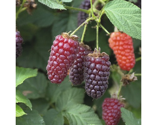 Ostružina černicová FloraSelf Rubus fruticosus 'Thornless Loganberry' 60-80 cm kvetináč 2 l-0