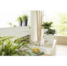 Kúpeľňa s rastlinami v kvetináčoch a kúpeľňovými potrebami