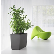 Štvorcový kvetináč so zelenou rastlinou a zelenou stoličkou v pozadí