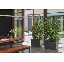 Jedáleň s dreveným stolom, lavicami a dvoma kvetináčmi