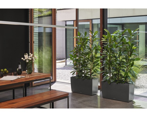 Jedáleň s dreveným stolom, lavicami a dvoma kvetináčmi