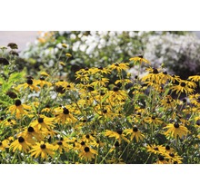 Pole kvetov Rudbeckia v záhrade