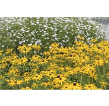 Pole so žltými kvetmi Rudbeckia a bielymi margarétkami