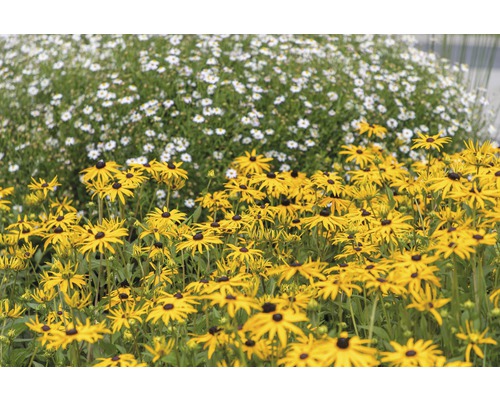 Rudbekia žiarivá FloraSelf Rudbeckia fulgida 'American Gold Rush' 10-45 cm kvetináč 0,5 l Rudbekia žiarivá FloraSelf Rudbeckia fulgida 'American Gold Rush' 10-45 cm kvetináč 0,5 l