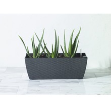 Rastliny Aloe Vera v sivom kvetináči
