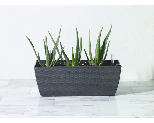 Rastliny Aloe Vera v sivom kvetináči