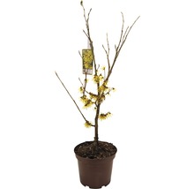 Hamamelis v kvetináči