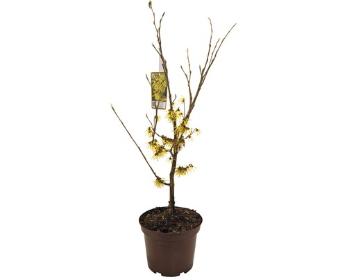 Vilín prostredný svetložltý FloraSelf Hamamelis intermedia 'Arnold Promise' výška 40-60 cm kvetináč 5 l, kvitnúci v zime