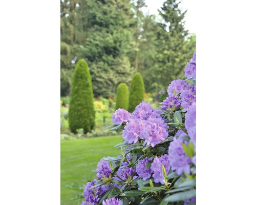 Kvitnúci rododendron v záhrade s trávnikom a stromami