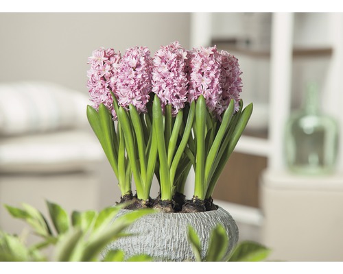 Hyacinty v kvetináči