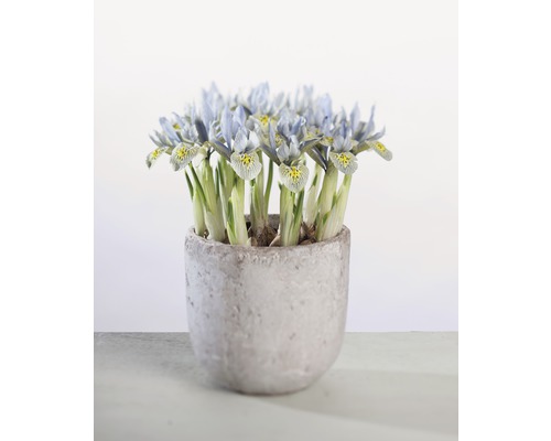 Kosatec sieťkovaný FloraSelf Iris retuculata 'Katharina Hotchkin' Ø 9 cm kvetináč Rastliny kosatca v kvetináči