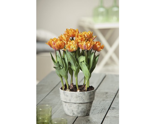 Tulipán FloraSelf Tulipa x hybrid 'Orange Princess' Ø 9 cm kvetináč