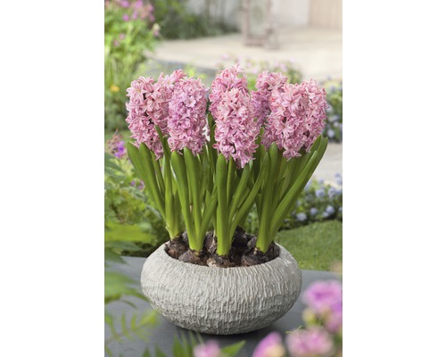 Hyacinty v kvetináči