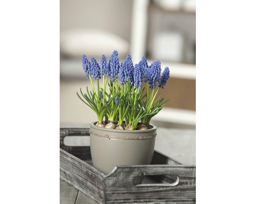 Modrý hyacint v kvetináči na podnose.