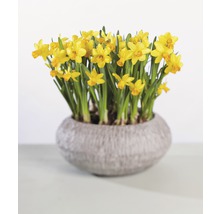 Narcis FloraSelf Narcissus pseudonarcissus 'Tete a Tete' Ø 12 cm kvetináč-thumb-2