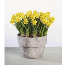 Narcis FloraSelf Narcissus pseudonarcissus 'Tete a Tete' Ø 12 cm kvetináč-thumb-1