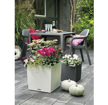 Dekoratívna záhradná scéna s bielymi a tmavými kvetináčmi, vysadenými kvetmi, a tekvicami v popredí.