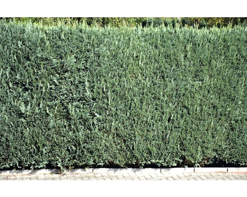 Hustý, zelený živý plot ako ochrana súkromia pre záhradu