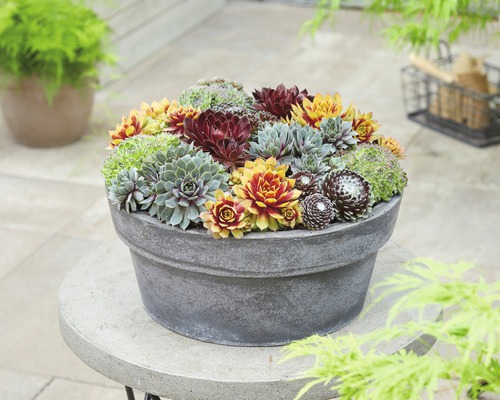 Skalnica mix FloraSelf sempervivum hybrid výška 5-10 cm kvetináč Ø 13 cm 1 ks, rôzne druhy