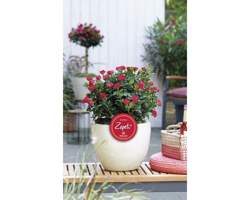 Záhonová ruža v kvetináči s logom Zepeti v záhrade