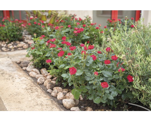 Záhon s kvitnúcimi miniatúrnymi ružami a kameňmi